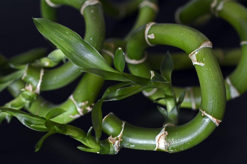 Lucky Bamboo Plants